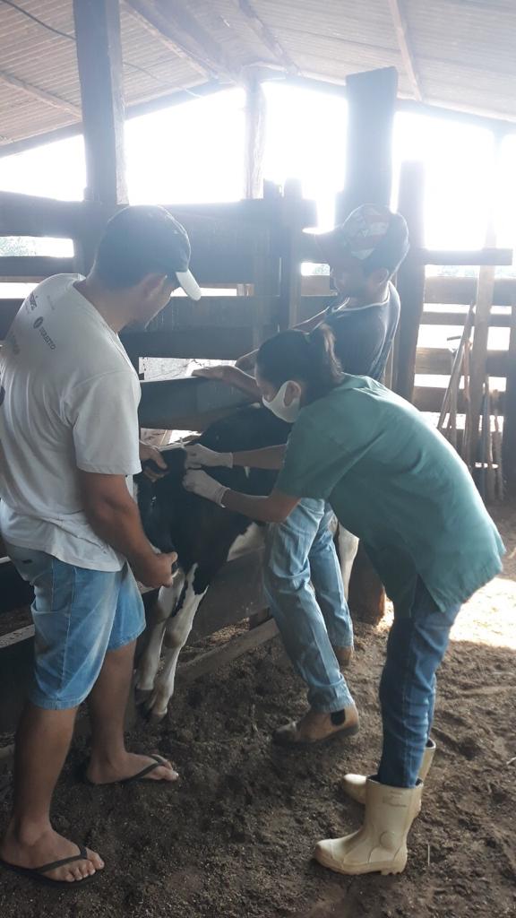 Famato alerta produtores sobre mudanças na entrega de atestados contra a brucelose