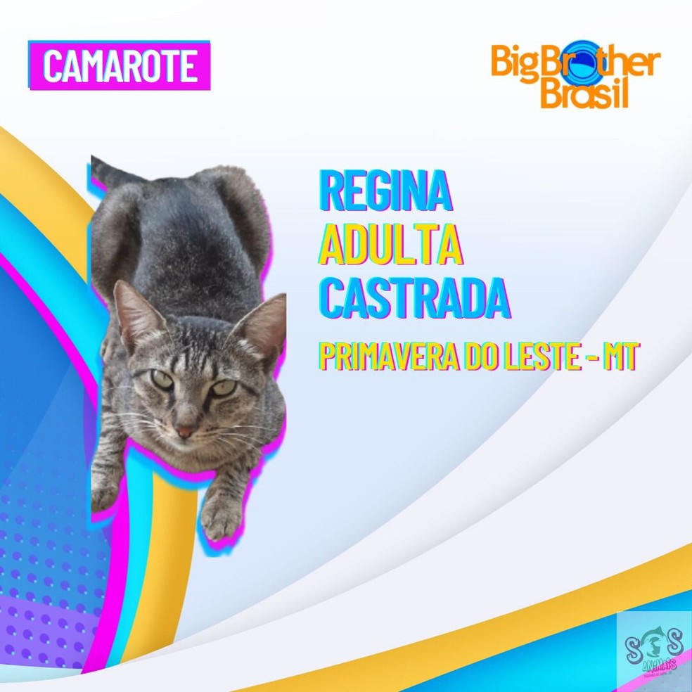 campanha adocao de animais pva