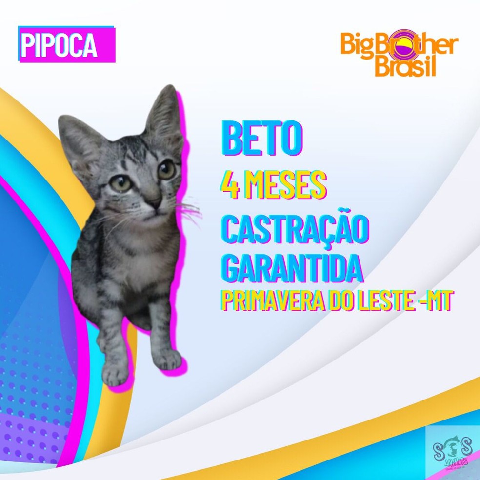 campanha adocao de animais pva1