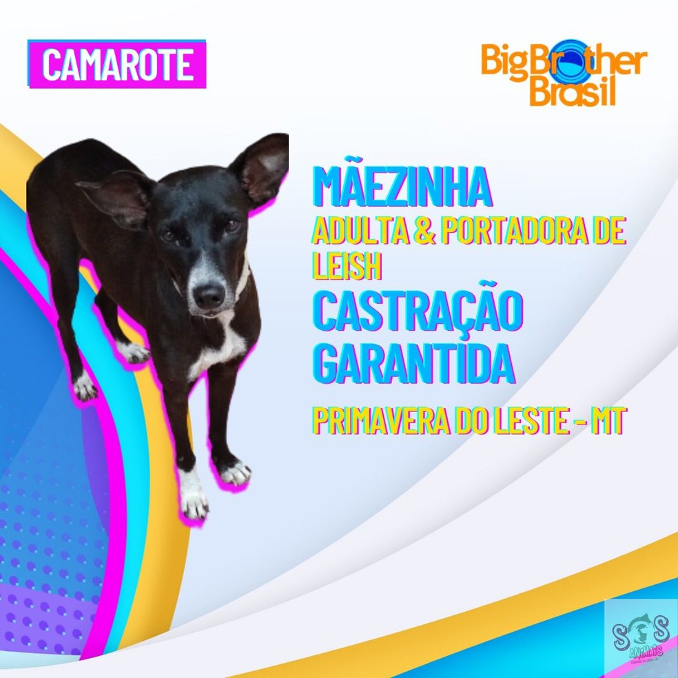 campanha adocao de animais pva2