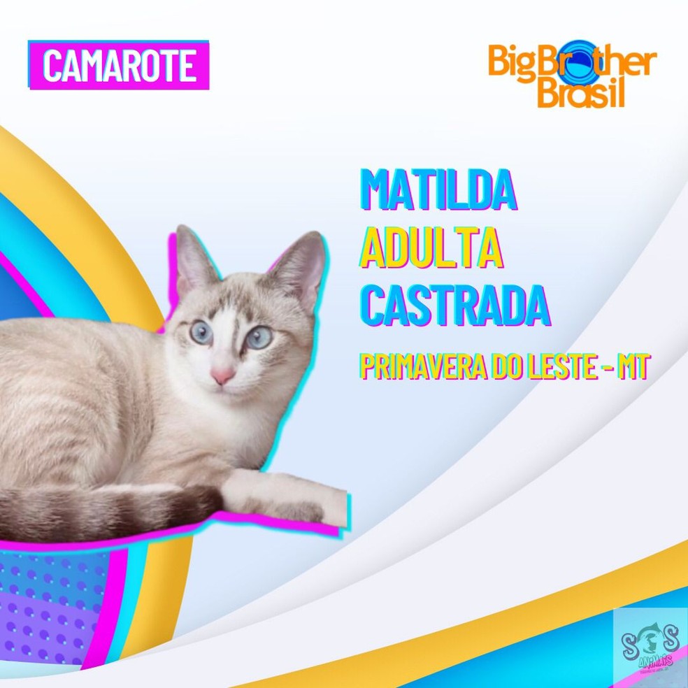 campanha adocao de animais pva3