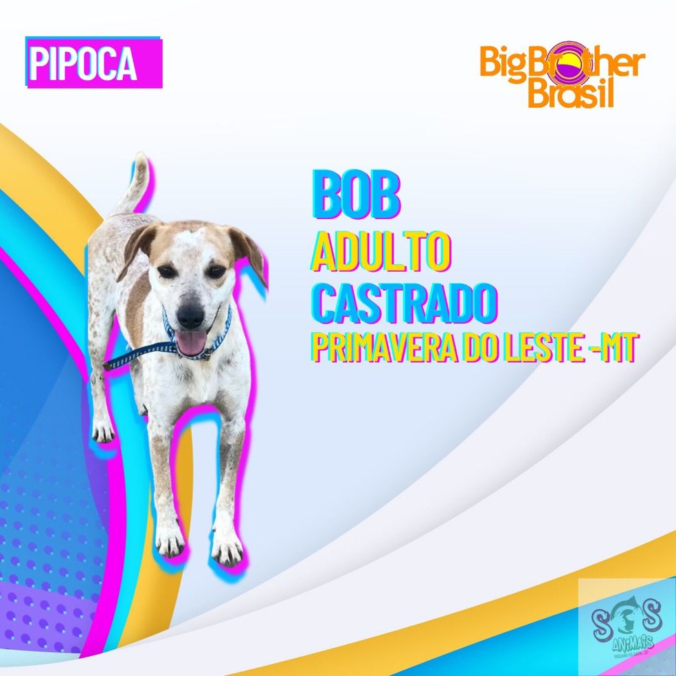 Inspirada em reality show, associação faz campanha para adoção de animais em MT