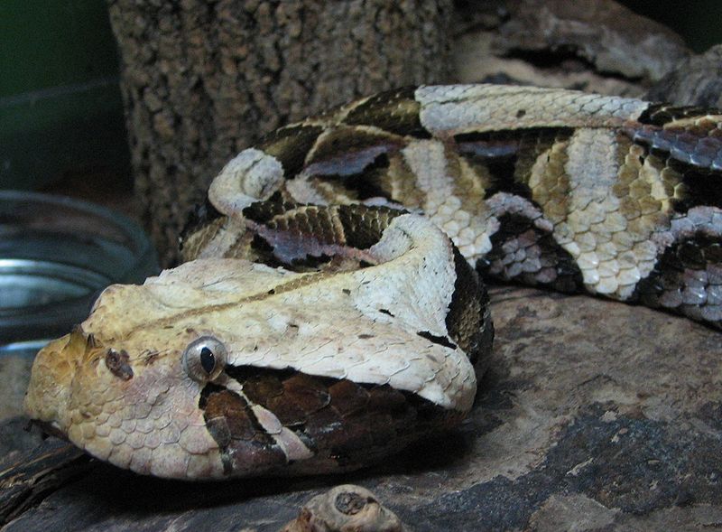 A víbora-do-gabão (Bitis gabonica) é uma espécie de víbora venenosa encontrada nas florestas e savanas da África subsariana. Esta espécie é a maior do género Bitis, e também é considerada a maior víbora do mundo, além de ter as maiores presas e a maior produção de veneno de qualquer cobra venenosa.