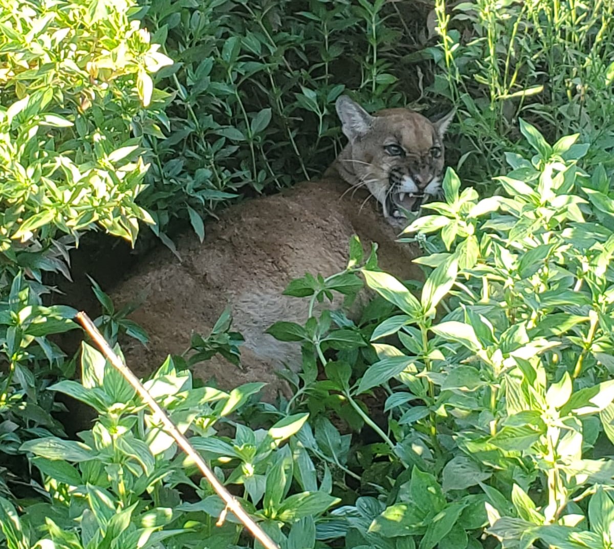 Onça parda é resgatada em meio a uma lavoura de soja