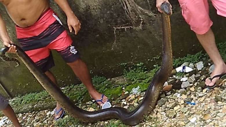 A sucuri é uma cobra da família Boidae, pertencente ao gênero Eunectes e sua distribuição geográfica é restrita à América do Sul.