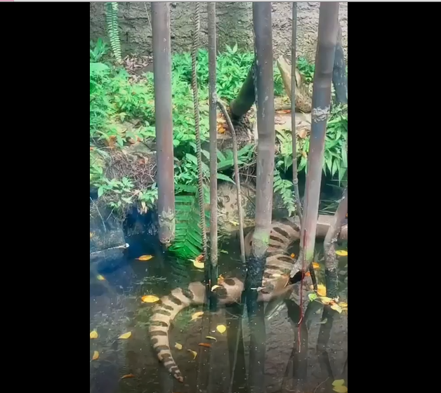 Estas cobras vivem perto de córregos, rios e lagos. Apesar de não serem ágeis em ambiente terrestre, elas são muito rápidas dentro d’água podendo ficar até 30 minutos sem respirar. Possuem hábitos crepusculares e noturnos.