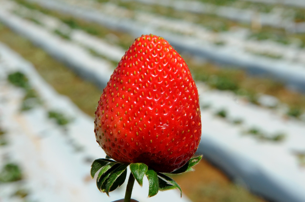 Efeitos do consumo de morango na saúde do coração
