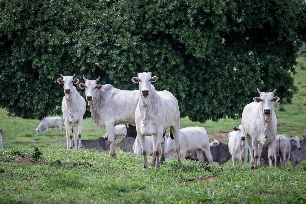 pecuaria de mt quebra novo recorde e rebanho atinge 32 7 milhoes de cabecas