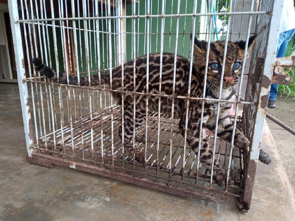 Sema recebe filhote de jaguatirica resgatado pela Polícia Civil em MT