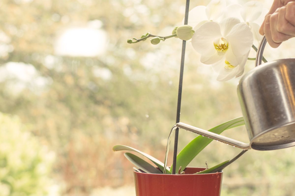 Confira aqui os segredos de rega de orquídeas que ninguém lhe contou