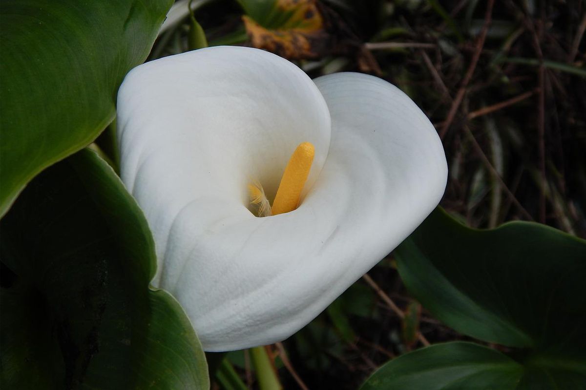 Planta copo de leite! Saiba como cultivar e cuidar em casa