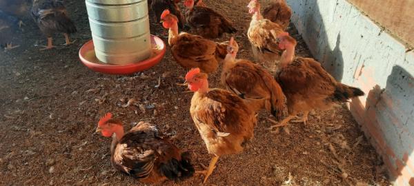 Avicultores paulistas enfrentam redução no poder de compra em janeiro, aponta Cepea