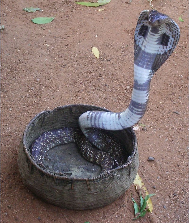 Como fazer uma perigosa cobra naja dormir?