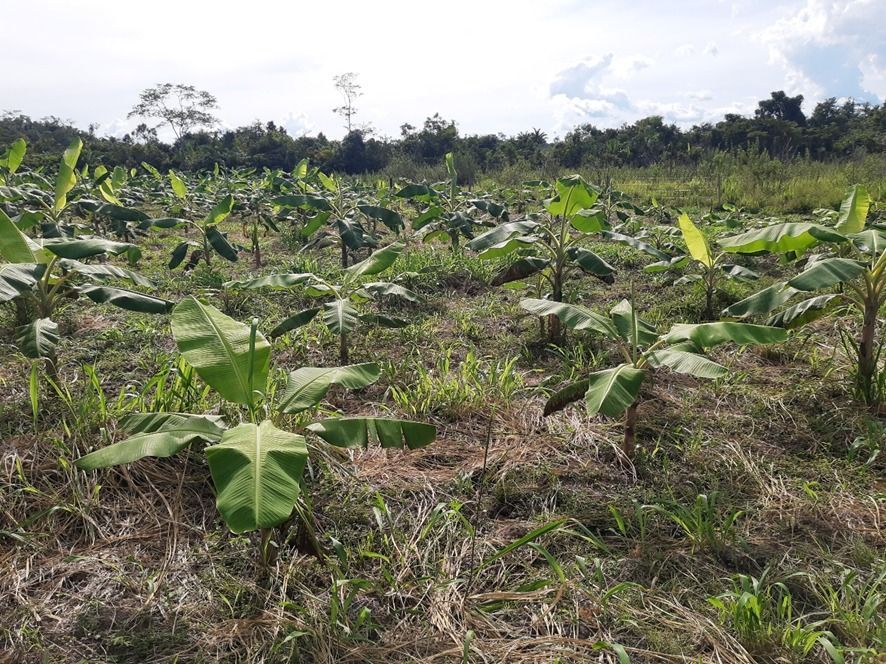 Com apoio do REM MT, Banco Raiz investe cerca de meio milhão na agricultura familiar da amazônia mato-grossense