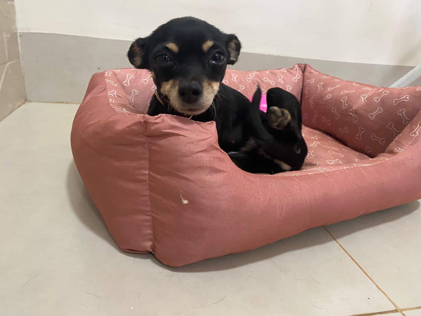 Truques para eliminar o cheiro de cachorro da sua casa