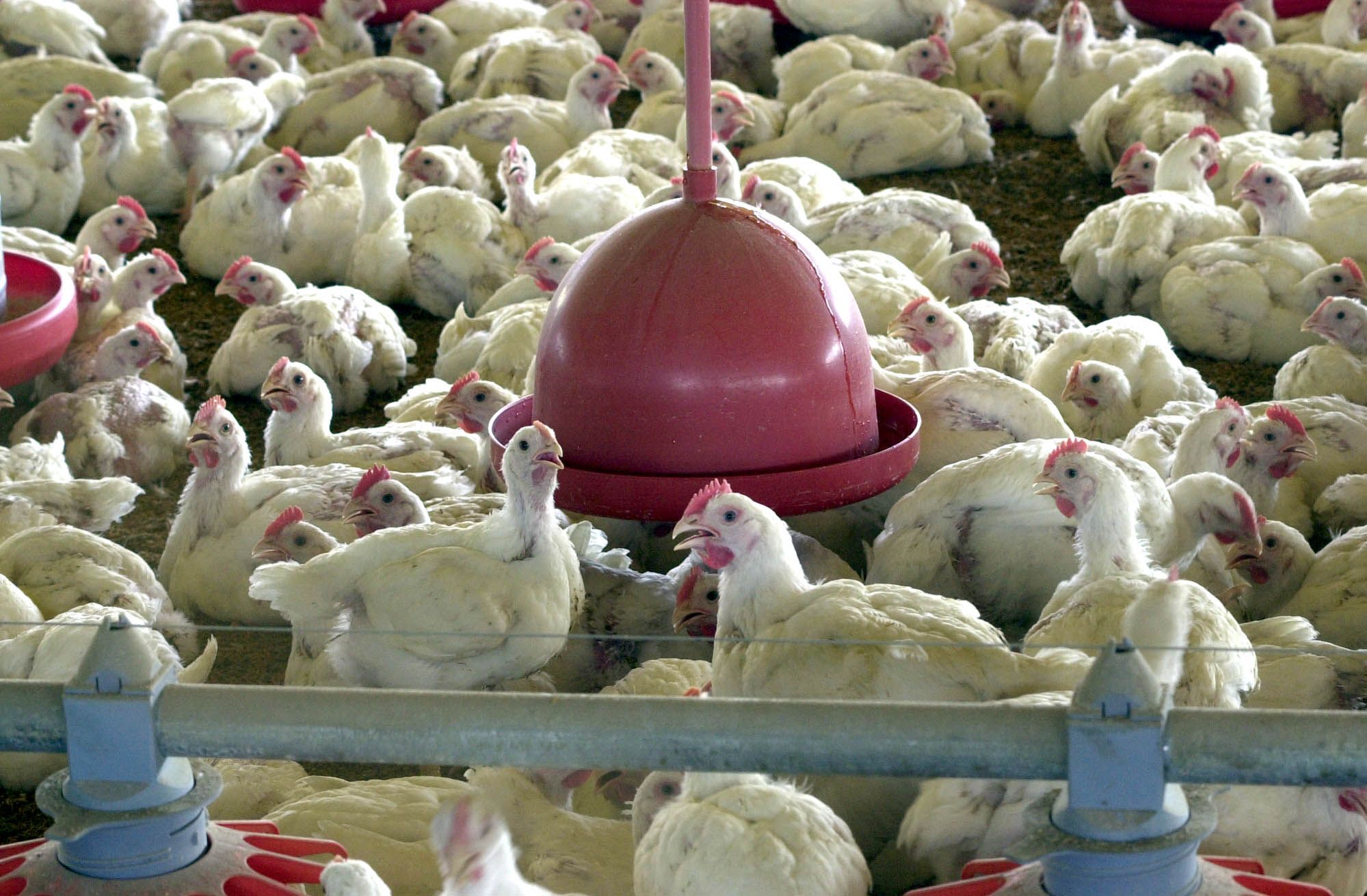Defesa Agropecuária alerta sobre prevenção da Influenza Aviária
