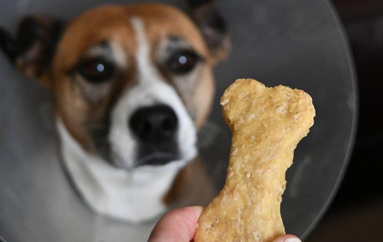 Empresa anuncia recall de petiscos após morte de 40 cachorros