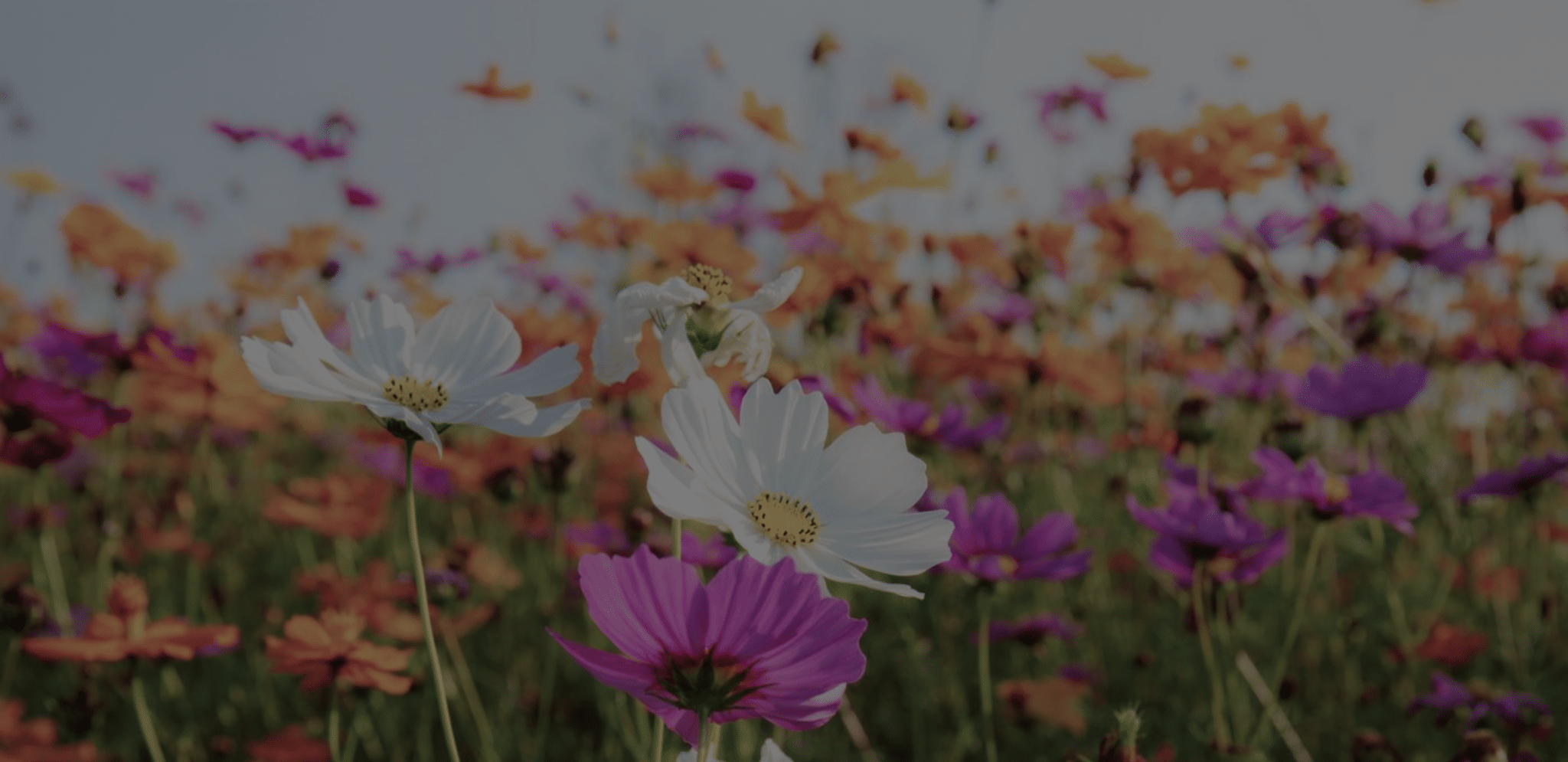 Programação Oncomed Outubro Rosa traz FloresSer no dia 4; inscrições abertas