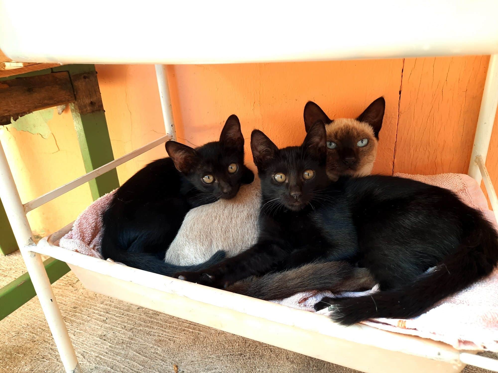 Quatro animais de estimação morrem em poucas horas e tutora acredita terem sido envenenados