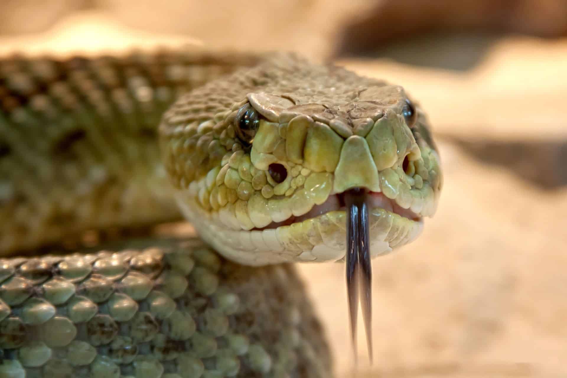 Rei das Serpentes desvenda mitos sobre as cobras cascavéis