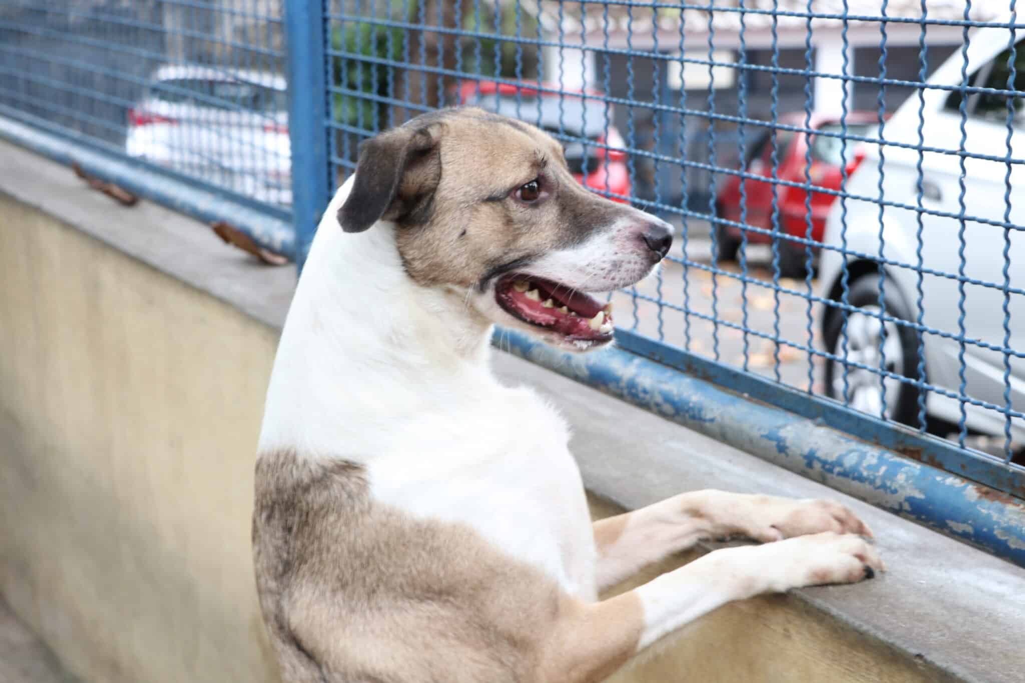 Fogos podem perturbar os pets; veja dicas que podem ajudar