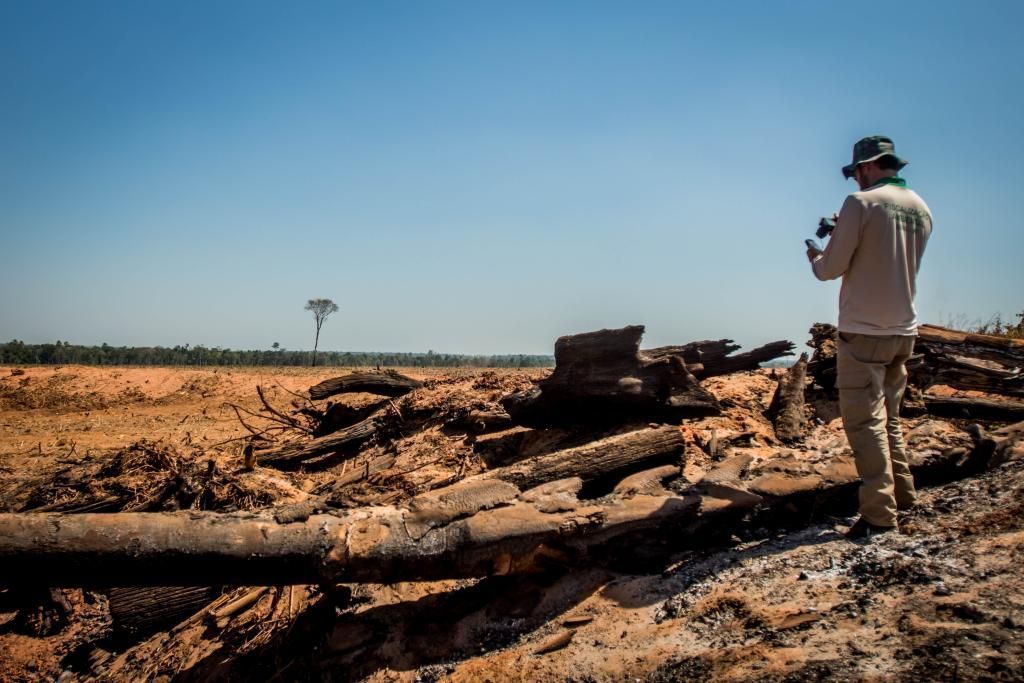 Amazônia e Cerrado batem recorde de alertas de desmatamento