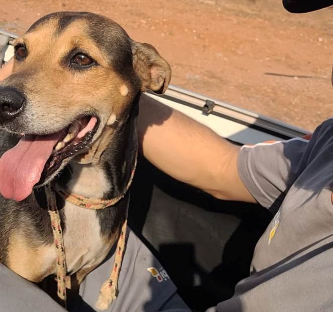 Cachorrinha vítima de maus tratos em posto de combustíveis de Lucas do Rio Verde ganha um lar