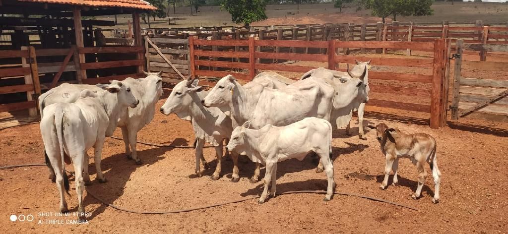 PM prende dois homens e recupera cabeças de gado furtadas em MT