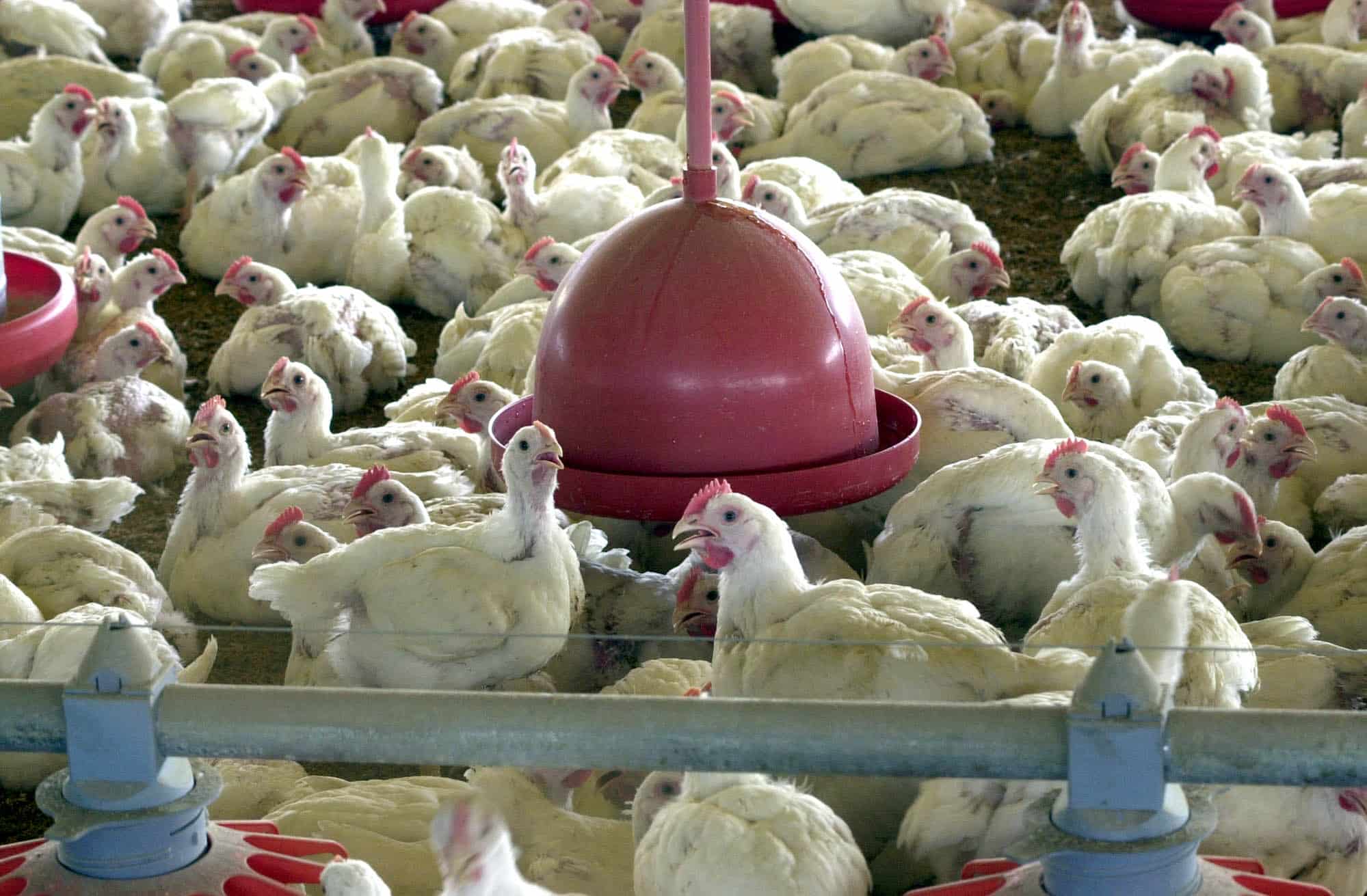 Brasil reforça ações de biossegurança para prevenir gripe aviária