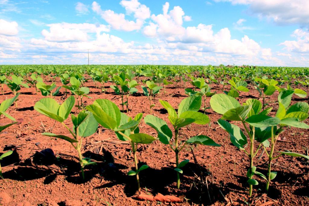 Carga tributária será de 2% na importação de insumos agrícolas a partir de 2023 em Mato Grosso