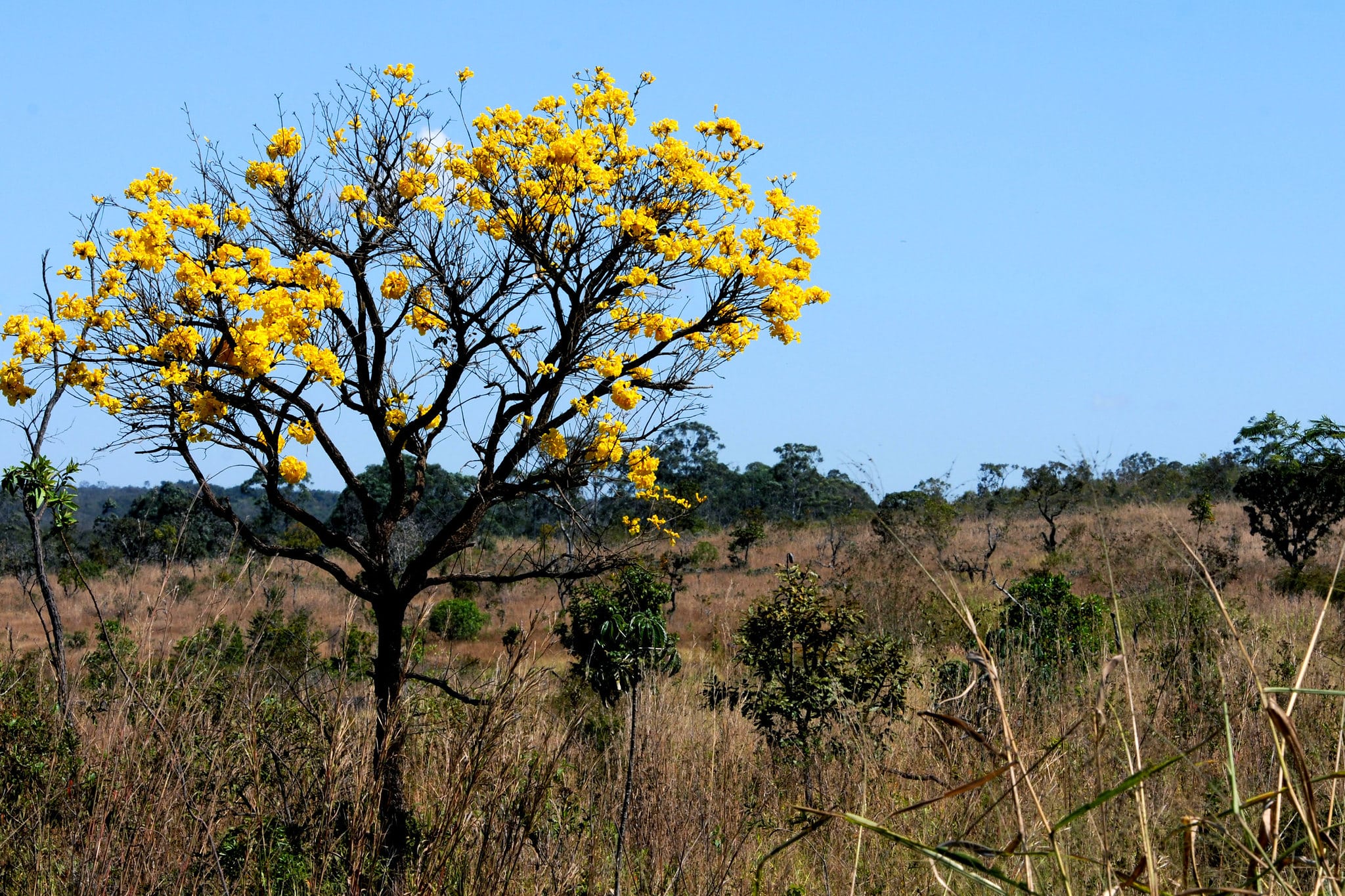 Cerrado registra aumento no desmatamento de 25% neste ano