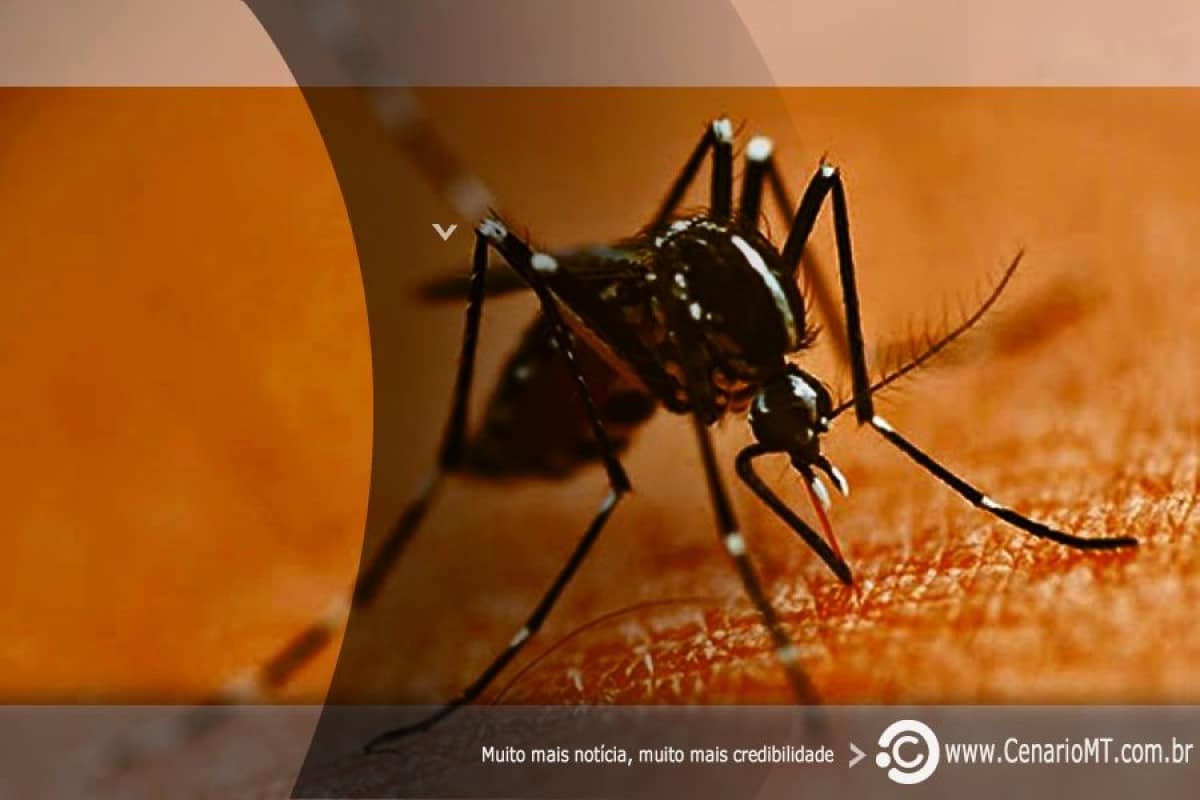 Dengue: Brasil tem 12 mortes e mais de 120 mil casos prováveis
