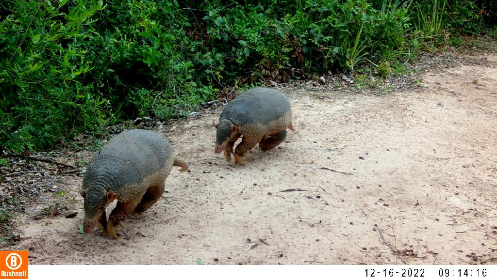 ameacados de extincao tatus canastra sao flagrados por camera de monitoramento da sema mt veja video