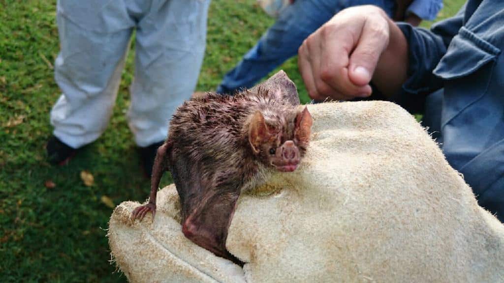 INDEA registra caso de raiva animal em propriedade rural de Lucas do Rio Verde