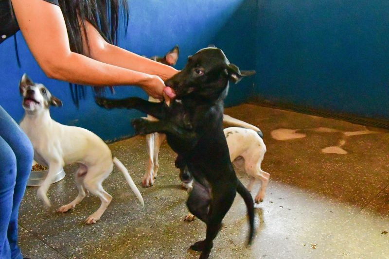 pets Davi Valle Ascom