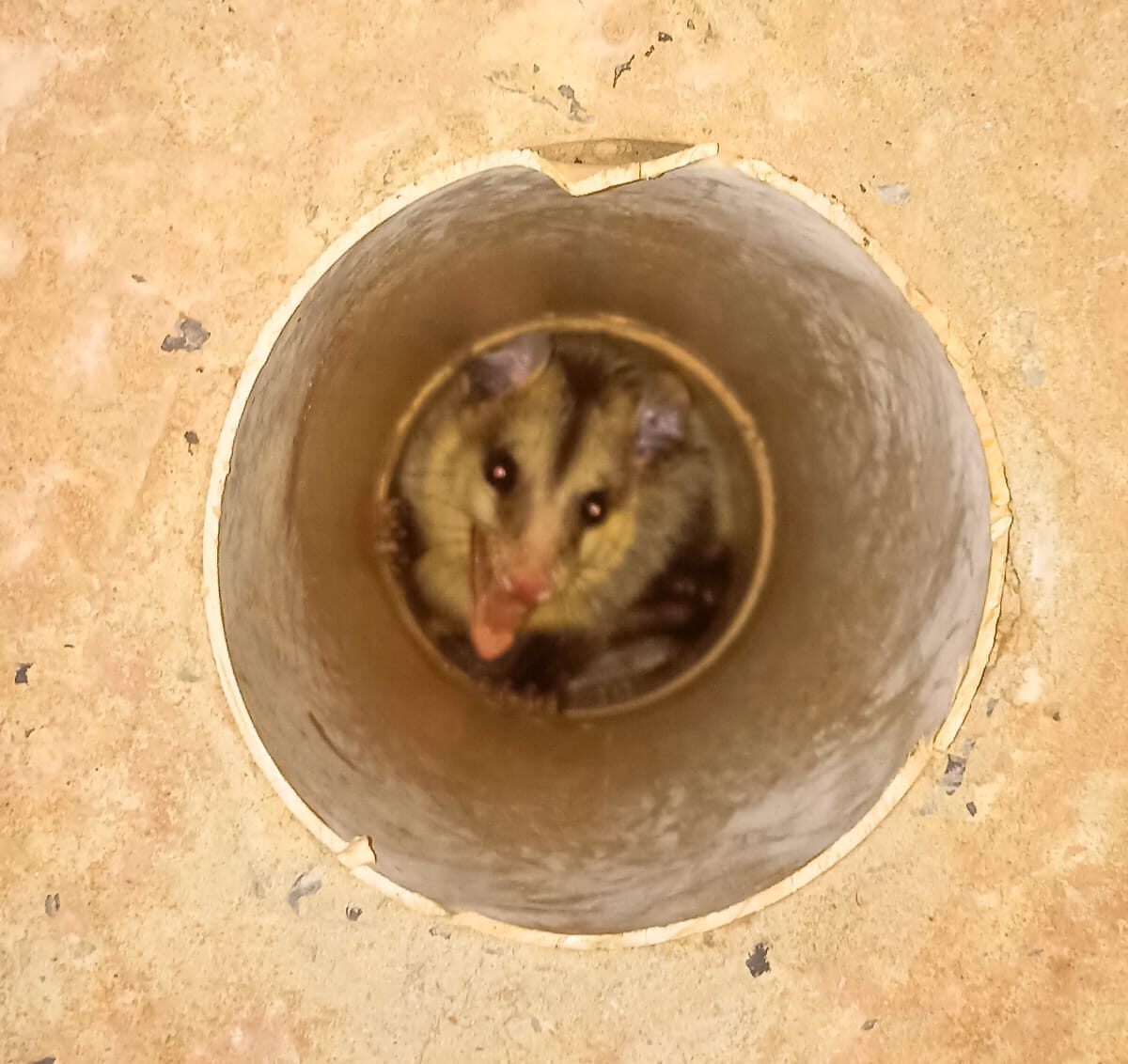 Animal invade indústria em Lucas do Rio Verde e é resgatado pelo Corpo de Bombeiros