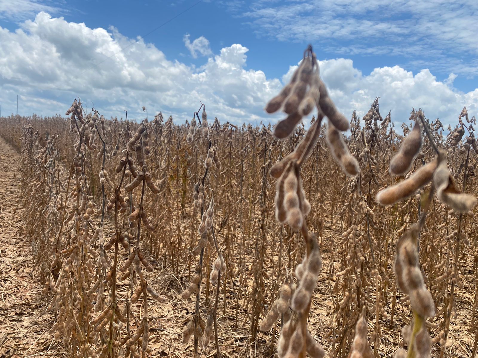 Queda na safra de grãos de Mato Grosso: Conab aponta novo cenário