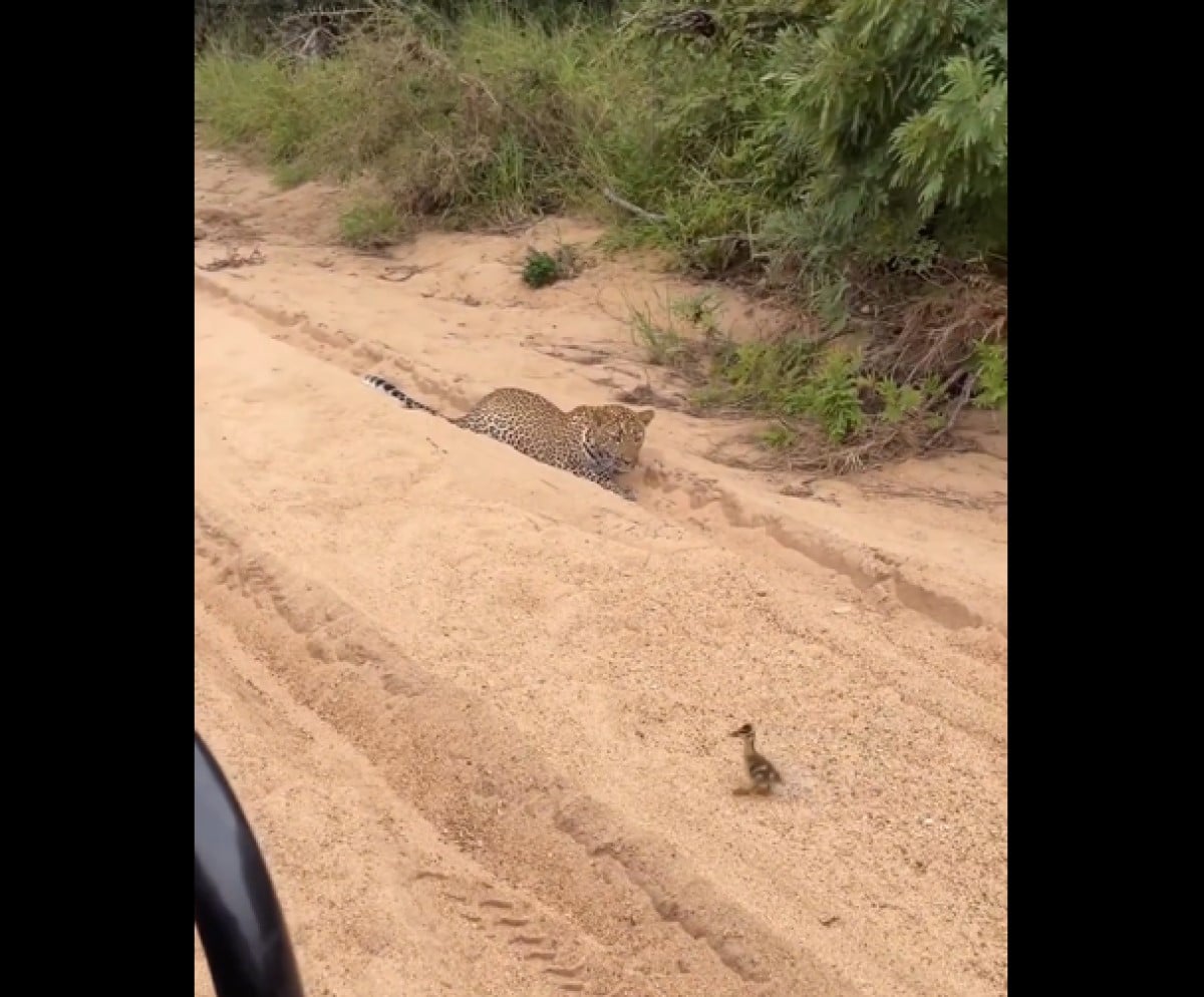Impressionante o que a onça-pintada fez com o filhote de pato