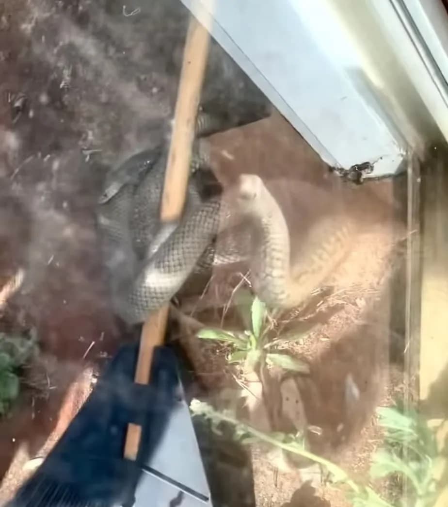Cobra Venenosa tenta entrar em casa e assusta moradores