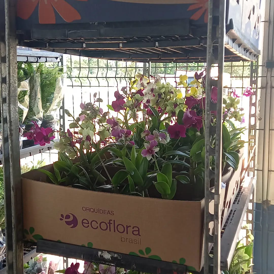ExpoFlor começa hoje e prossegue até domingo no Roberto Munaretto