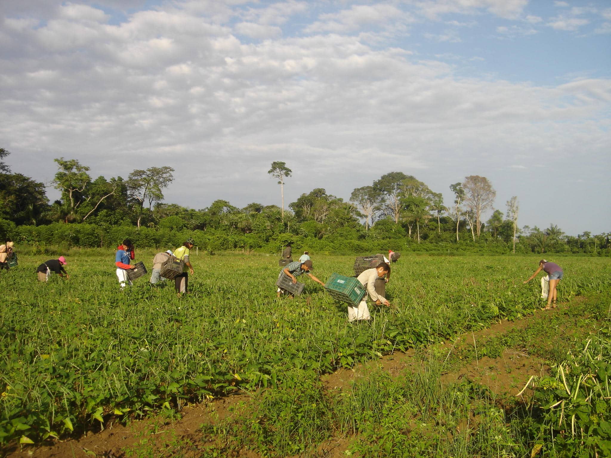 FAO: trabalhadoras do campo recebem 20% a menos que os homens