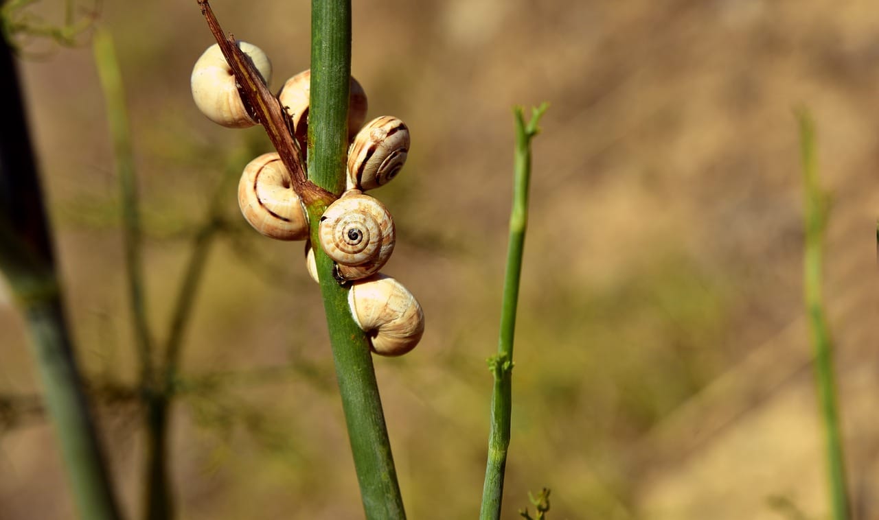 Diga adeus aos caramujos de seu jardim