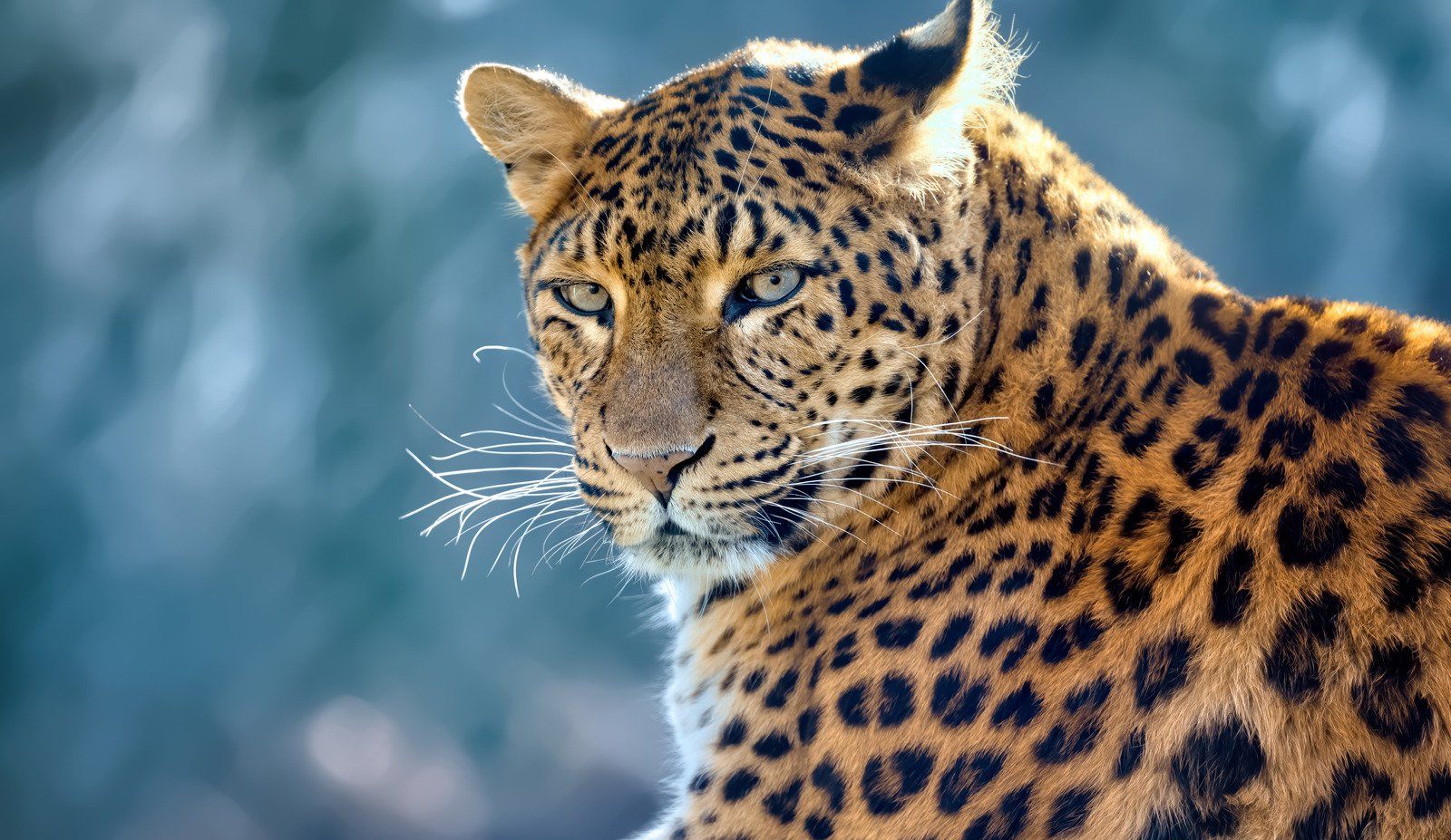 Leopardo gigante escala árvore com presa em vídeo impressionante!