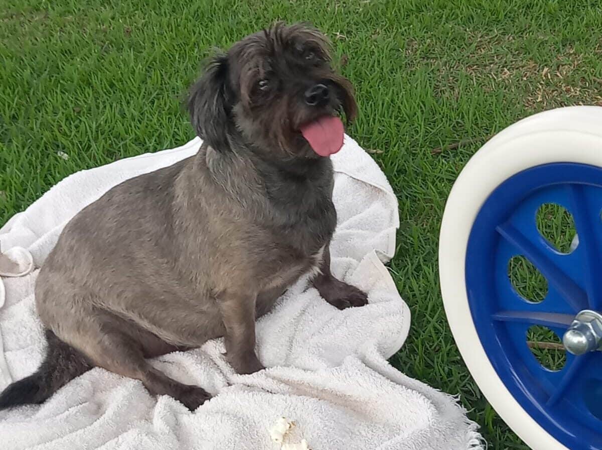 ONG prepara bazar para angariar recursos e atender animais de rua resgatados em Lucas do Rio Verde