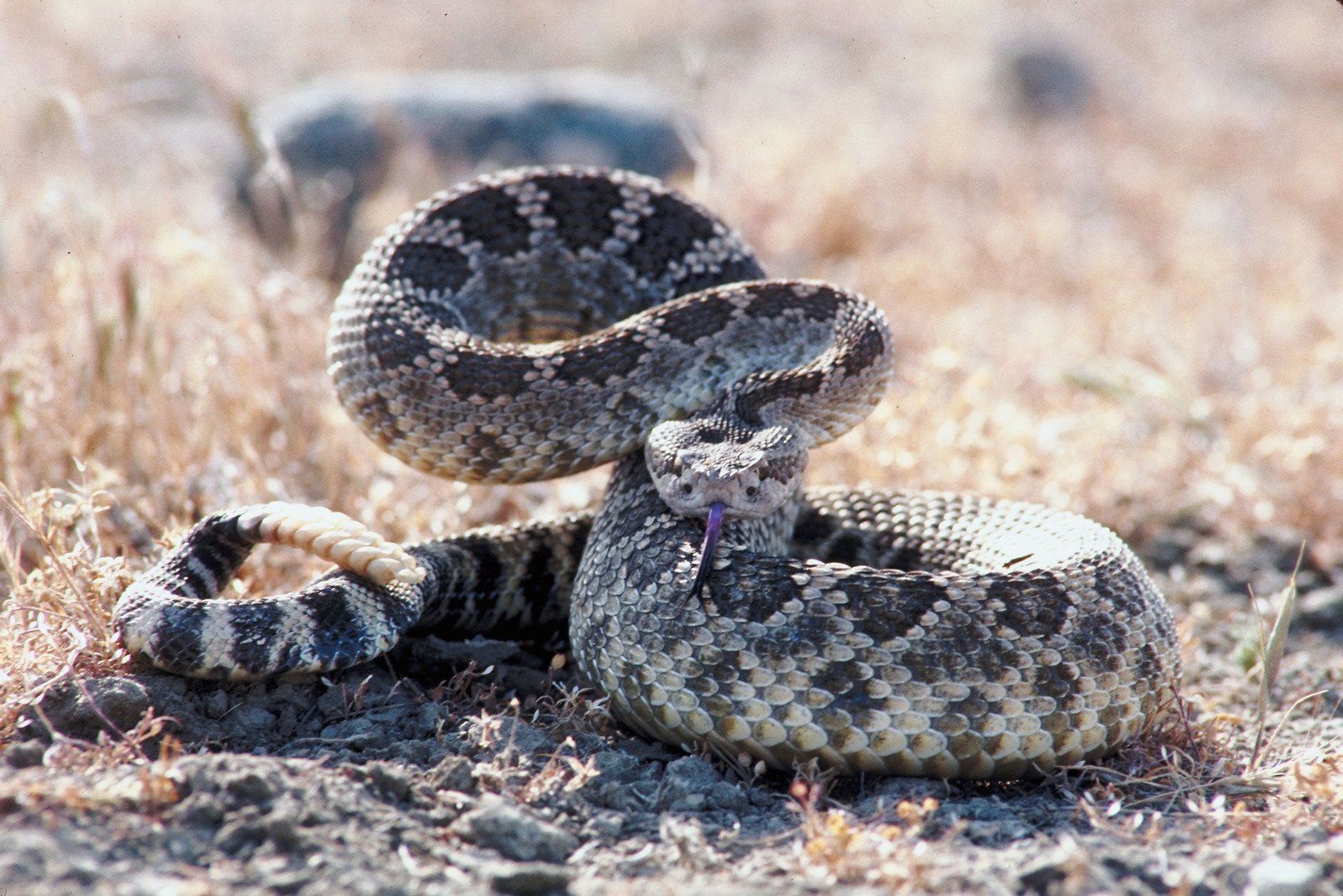 Cobras cascavéis decidem fazer um “Piquenique Romântico” em barco!