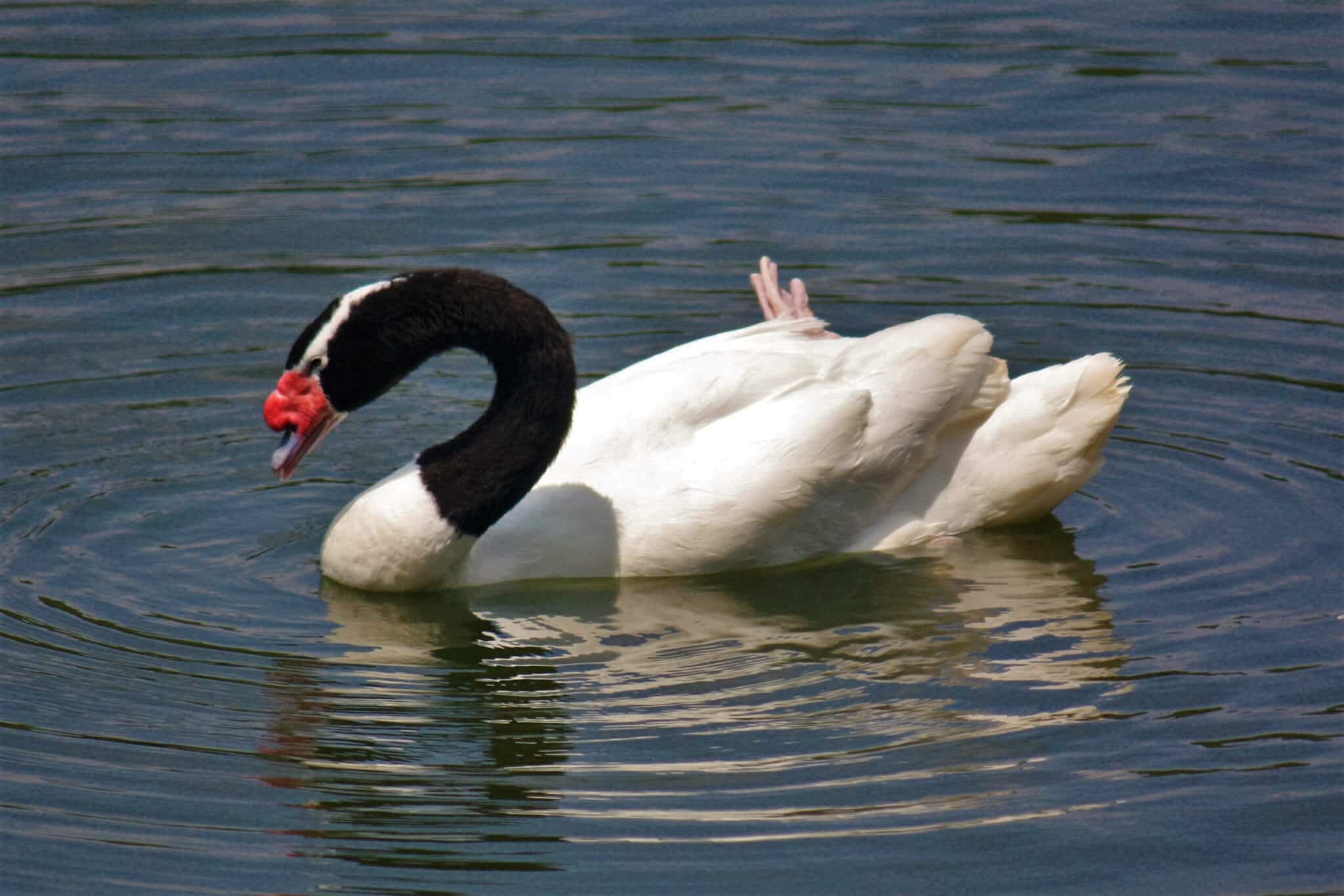 Governo confirma 1º caso de gripe aviária em cisne-de-pescoço-preto