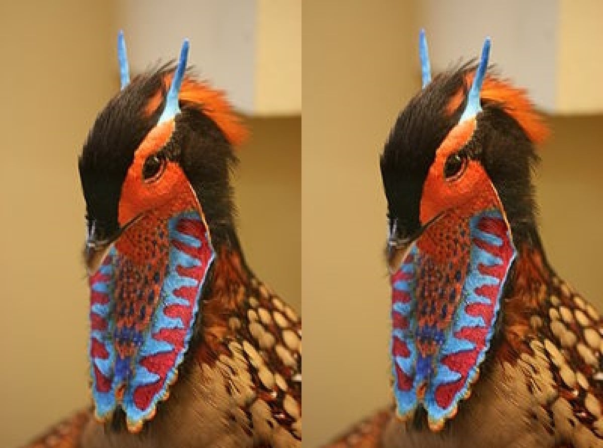 A cabeça do macho é preta com listras laranja-avermelhadas em ambos os lados e no pescoço e pele nua de cor semelhante nas bochechas e ao redor dos olhos.