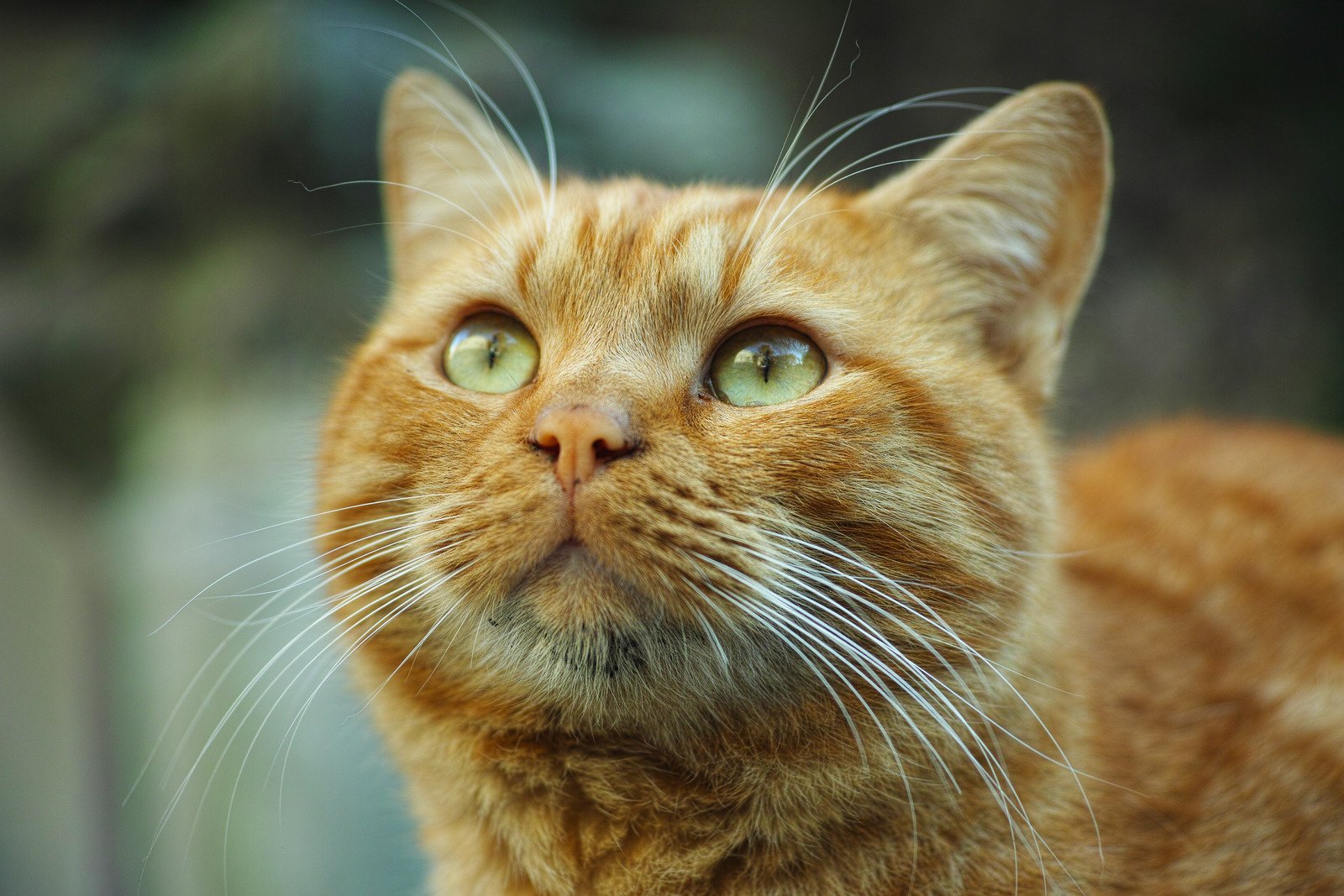Gato atrevido enfrenta cobra! Vídeo Viraliza nas Redes Sociais