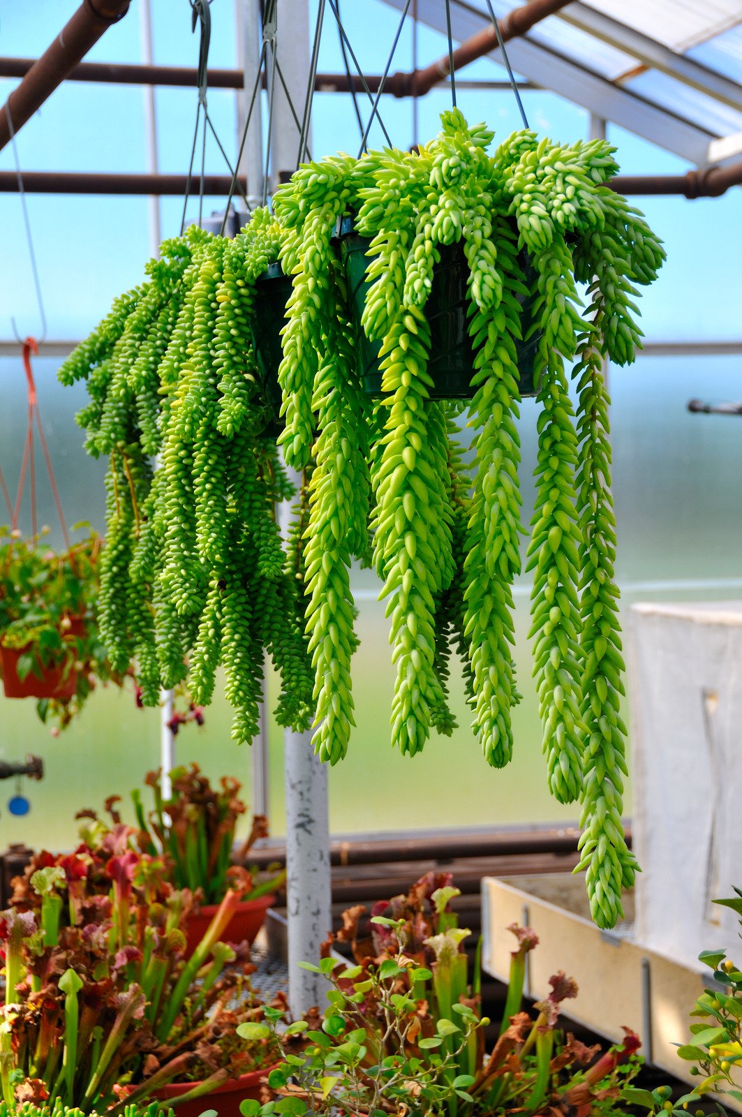 Suculentas suspensas: fáceis de cultivar e bonitas