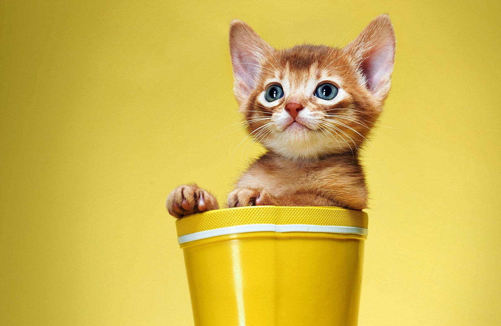Foto de gato cinzento, olhando para cima contra fundo preto - Fotos do Canva